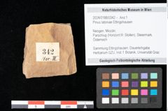 Foto (Objekt + Etikett) von Pinus latoniae Ettingshausen (NHMW-GEO-2024-0188-0342)